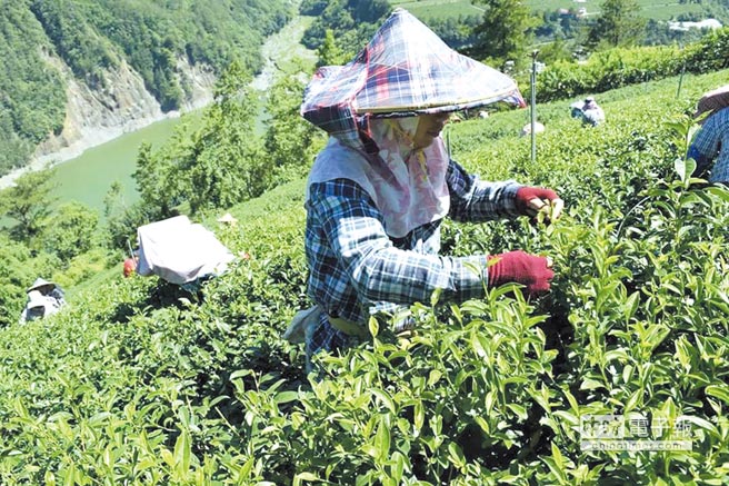 农林屏东内埔植茶 砸38亿6年后收成