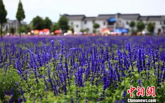 郫都老百姓的田园“别墅”。钟欣 摄